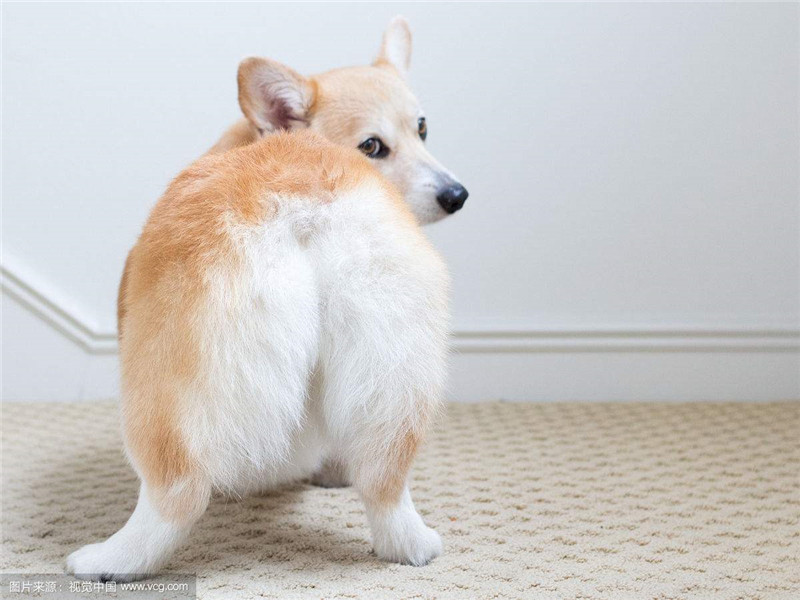 ‘MK电竞’感恩的心——开封市民族幼儿园开展“三八节”主题活