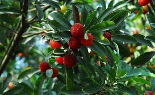 
初中历史如何学习：MK电竞