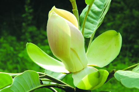 MK电竞_青羊区特殊教育学校组织全体党员教师举行固定党日活动